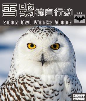 雪鸮模型
