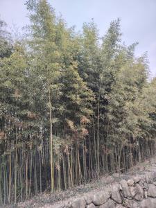 敬斋箴原文及译文